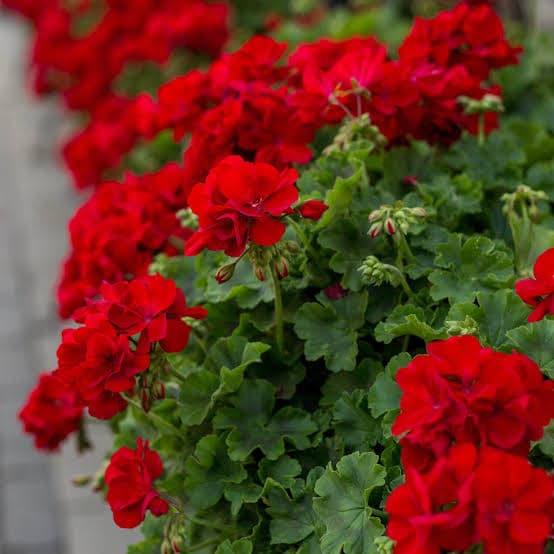کود 20-20-20 برای شمعدانی ها چه تاثیری دارد؟